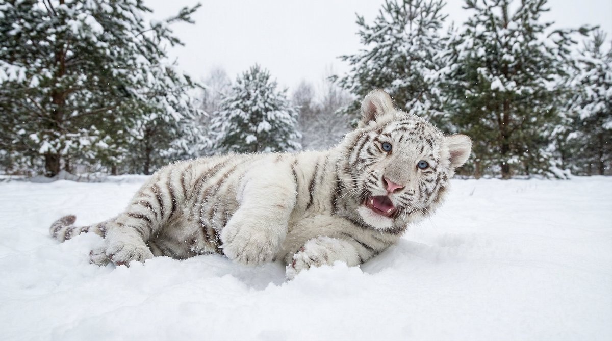 老司机动物视频